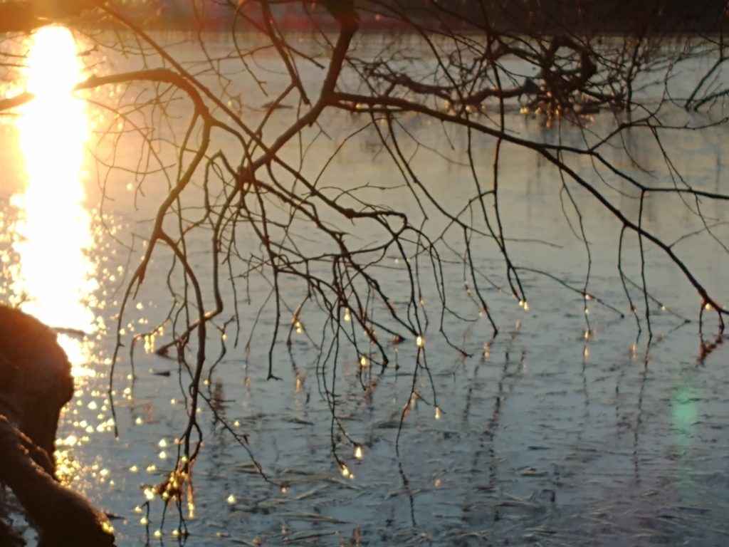 Baum mit goldenen Kristallen in der Abensonne