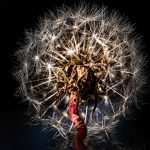 Pusteblume Nahaufnahme