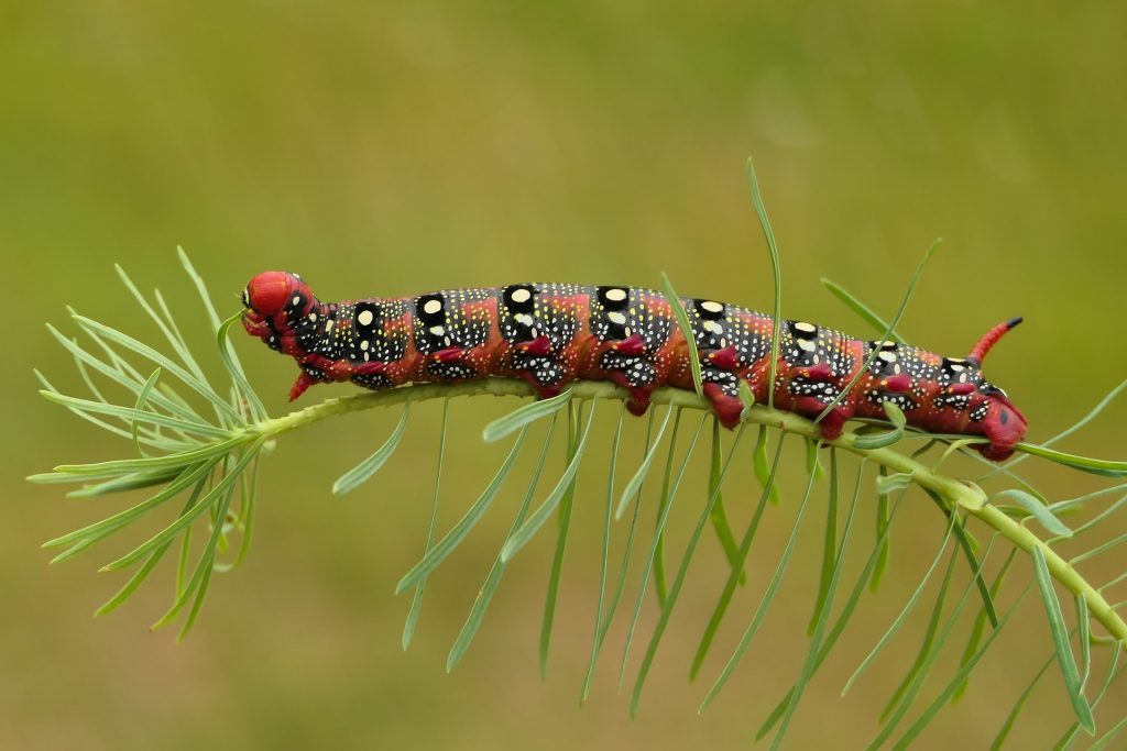 Pandora Sphinx Larve